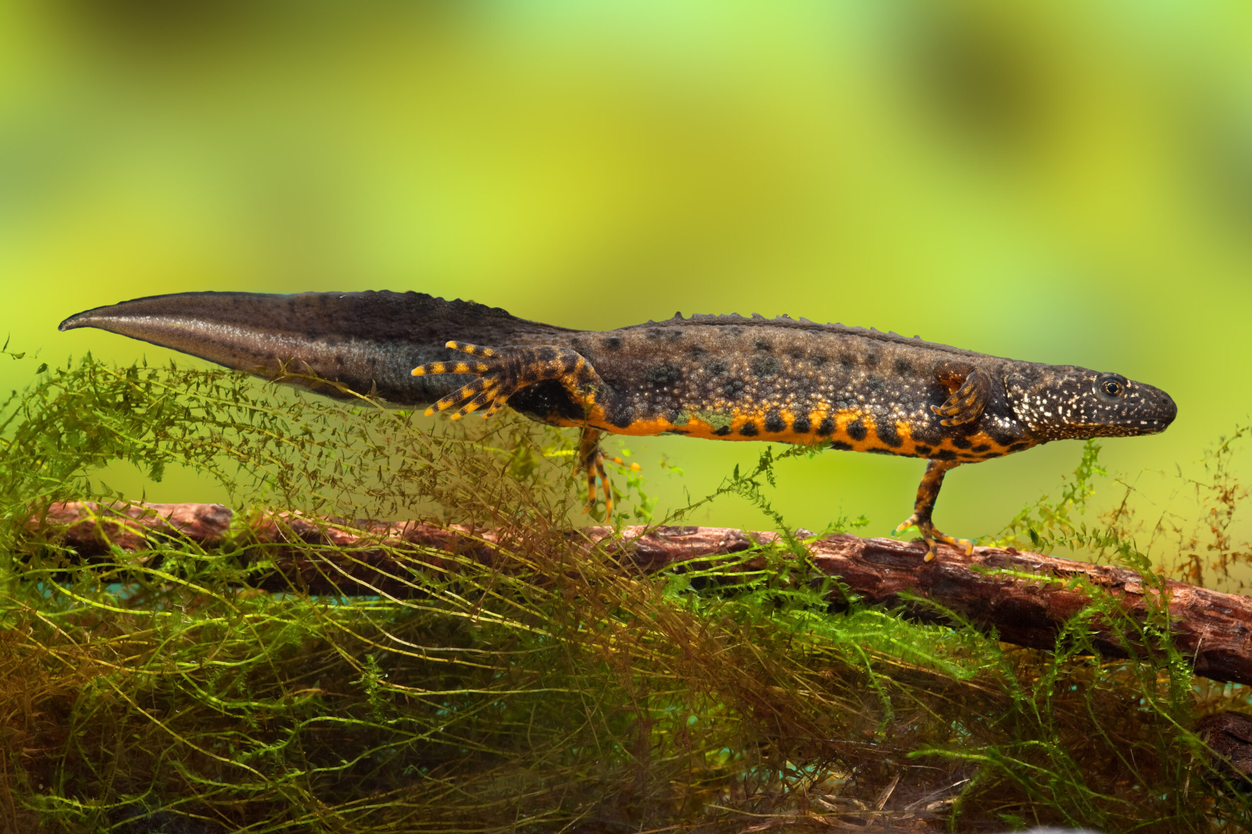 great crested newt or water dragon in fresh water pond endangered and protected species. Nature conservation animal,breeding male