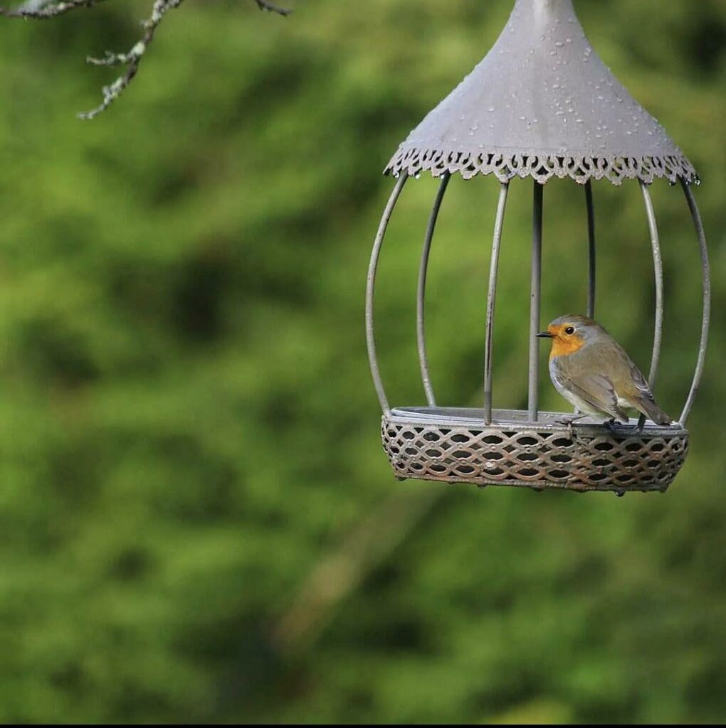 Vidéo : conseils pour nourrir les oiseaux en hiver
